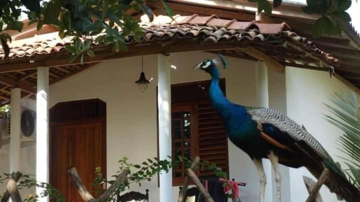 Peacock Garden Bed & Breakfast แทนกาลเล ภายนอก รูปภาพ